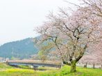 桜と菜の花と雪山の供宴！滋賀最北の湖でお花見祭