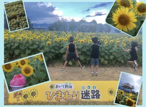 【〜8月12日(月・祝)】咲き誇る5万本の向日葵！おいで野洲ひまわり迷路に行ってきた！