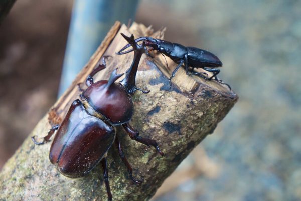 世界の昆虫展とカブトムシの里に行ってきた ビラデスト今津 世界の昆虫と写真撮影 カブトムシと触れ合おう チェキポンポスト