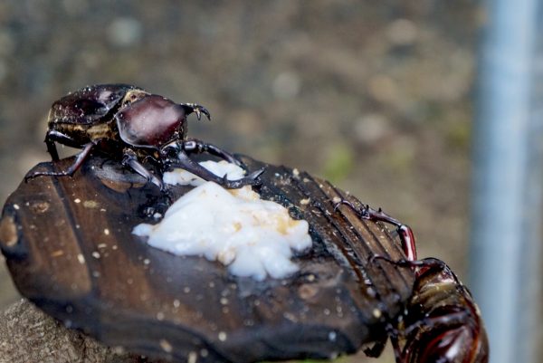 世界の昆虫展とカブトムシの里に行ってきた ビラデスト今津 世界の昆虫と写真撮影 カブトムシと触れ合おう チェキポンポスト