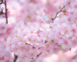滋賀の桜スポット4選