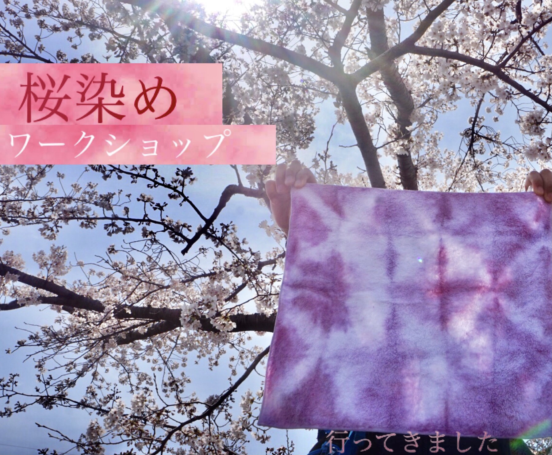 【行ってきました】桜染めワークショップ@草津川跡地公園【3/27・28】「桜の葉」を使って染め物体験♪