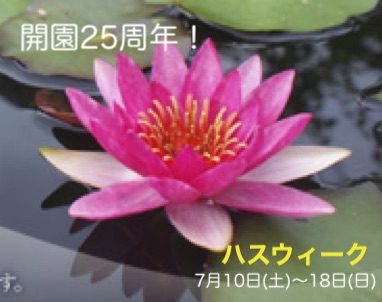 【7/10土〜18日】開園25周年記念　“ハスウィーク”  水生植物公園みずの森（草津）