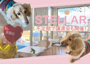 【9月の新店】保護活動の拠点としてOPENしたカフェ「STELLAR」へ行ってきた！
