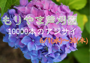 【~6/30】100種1万本の紫陽花を見に行こう!!もりやま芦刈園【アジサイ】
