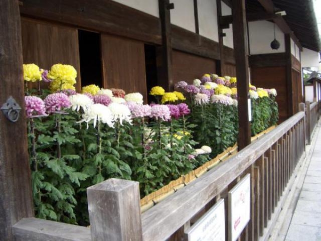 華の草津宿本陣