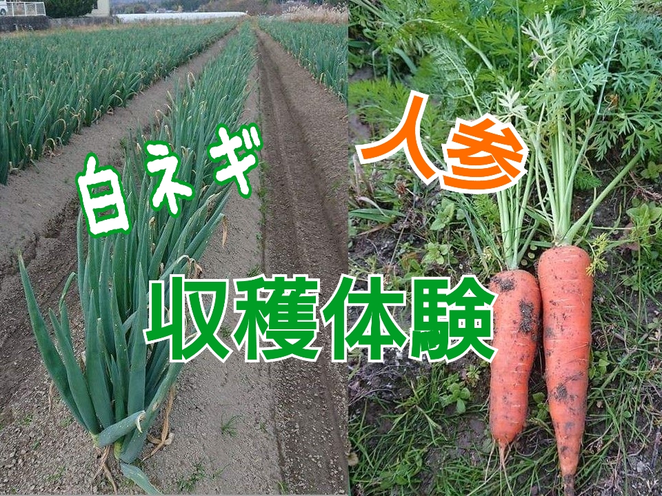 【12/2 日】「白ネギ・人参収穫体験」㏌しがらき。信楽産の新鮮野菜販売やランチもあるよ！　