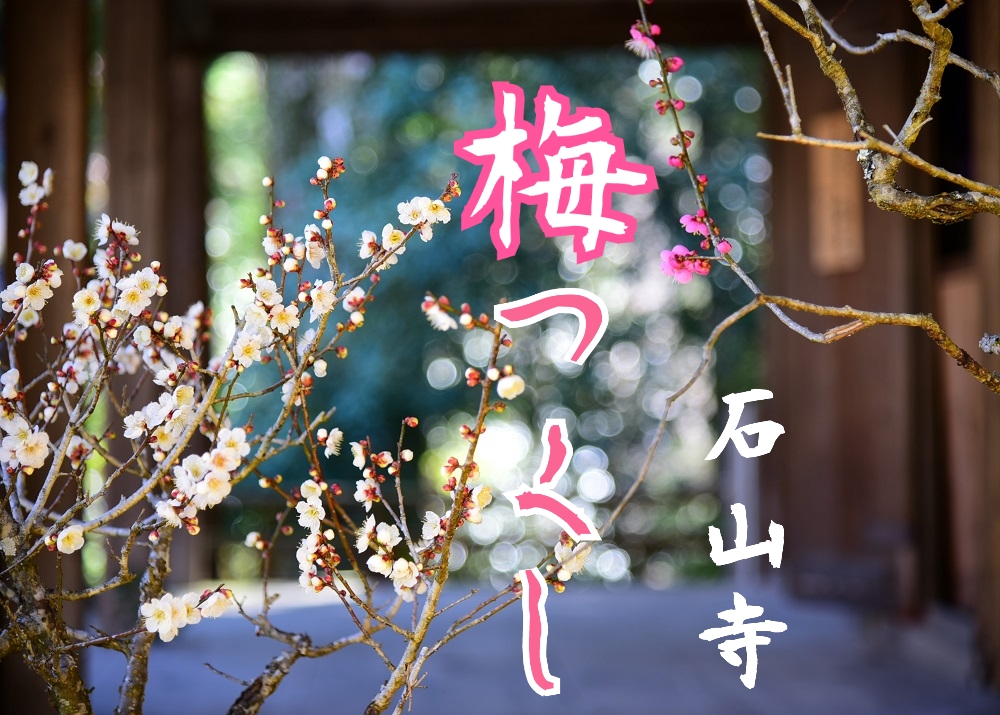 山一帯に咲く梅花と盆梅展。石山寺「梅つくし」3/18まで。