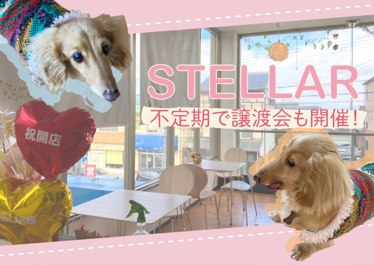 【新店】保護活動の拠点としてOPENしたカフェ「STELLAR」へ行ってきた！