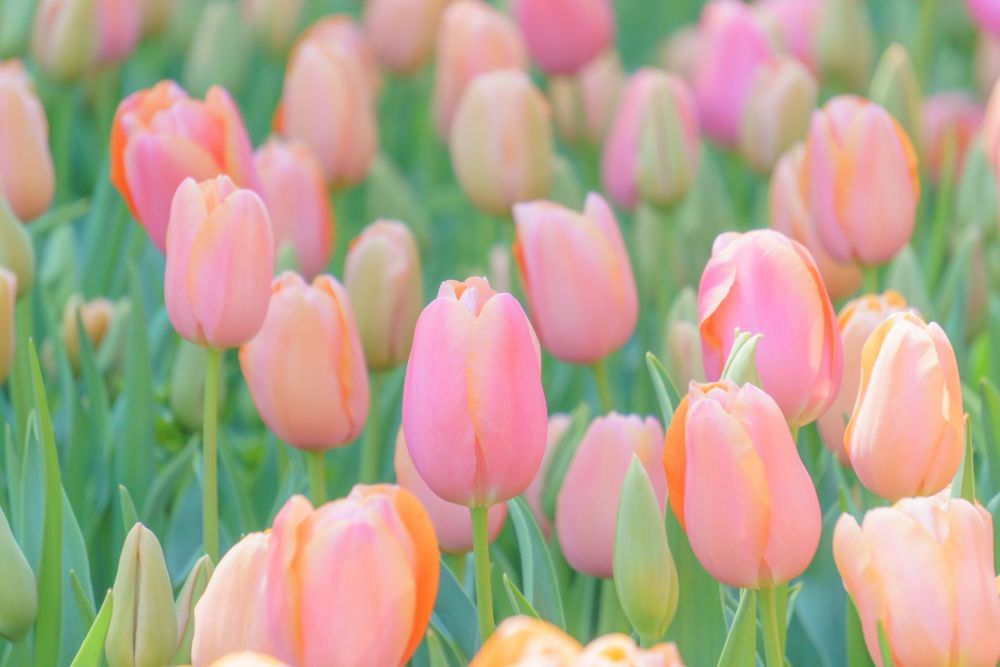 草津のまちなかをお花でいっぱいに★さくら咲く 「くさつ花まつり」に出かけよう