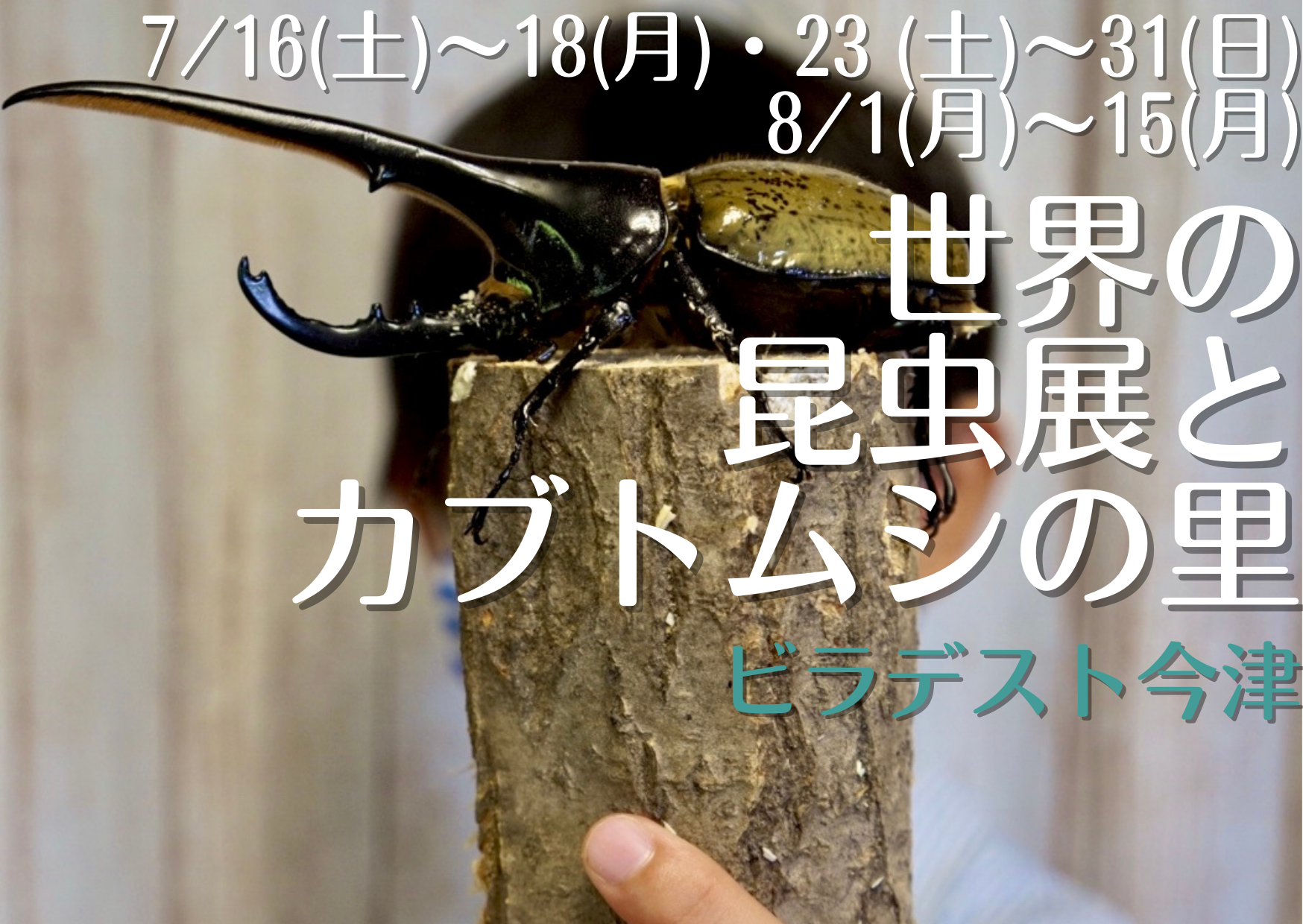 世界の昆虫展とカブトムシの里【ビラデスト今津】世界のカブト・クワガタの展示&記念撮影、自由に触…