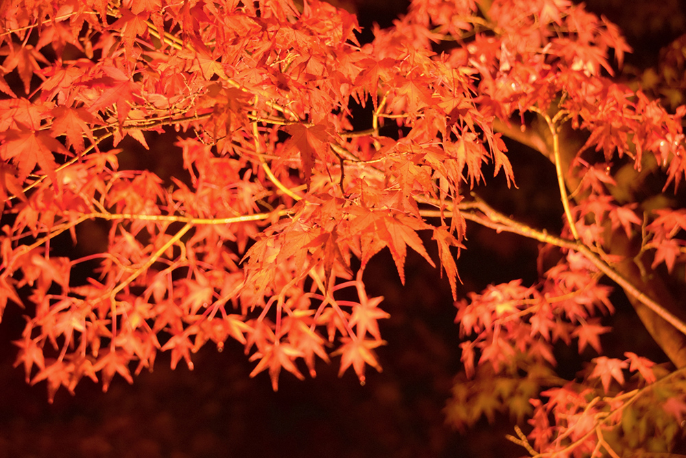 秋の夜長に訪れたい、滋賀の紅葉ライトアップ5選