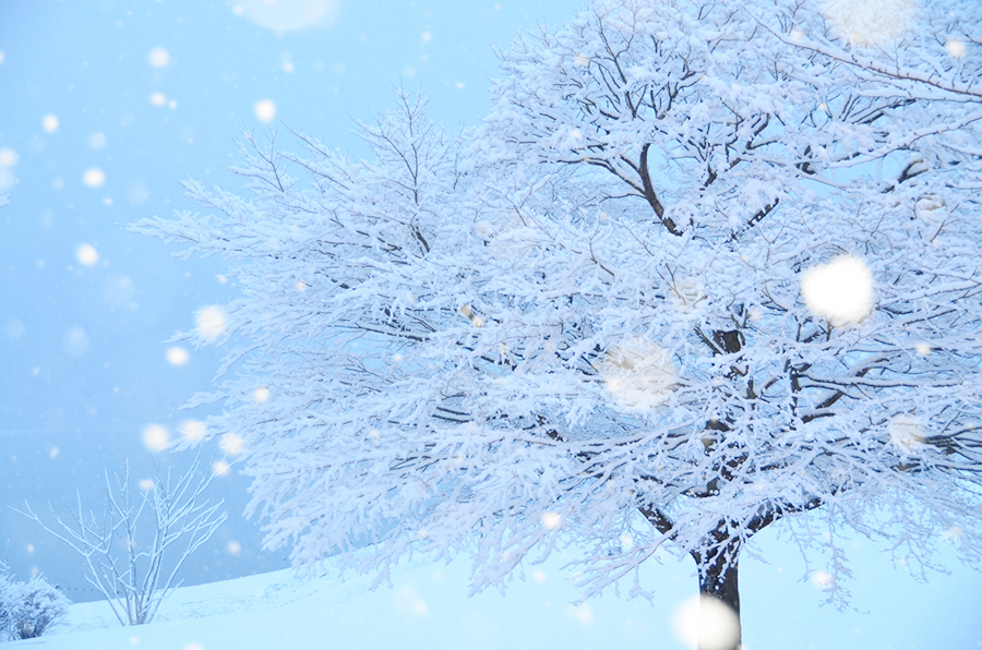 滋賀の冬、とっておきの雪景色6選【2023】非日常の風景を体感して