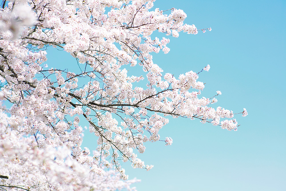 ひらひらと舞う華麗な桜。今が見ごろ！ 滋賀のおすすめ桜スポット5選