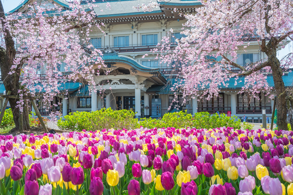 色鮮やかな花々が満開！びわ湖大津館の「桜＆チューリップフェア」へいこう！【大津】