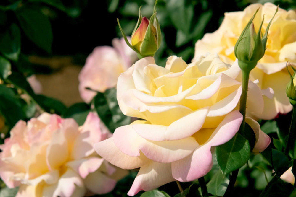 バラが90種約700株！入場＆駐車場無料の「湖西浄化センターバラ(春季)一般公開」へ咲き誇る薔薇を見に行こう♪下水道施設見学会も開催。