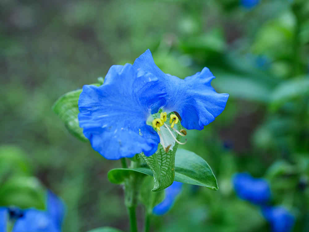 さわやかな青がキレイ！【7/9】『くさつあおばなフェスタ』であおばなの魅力を発見！in 草津市立水生植物…