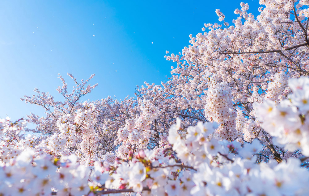 咲き誇る花の可憐な美しさに魅了される。 滋賀のおすすめ桜スポット5選