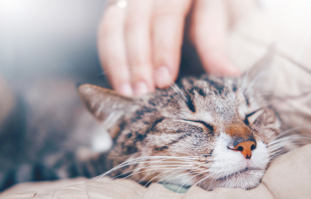 自分たちが、できることを考える。旧大津公会堂の「動物福祉フェスタ＆猫の間マルシェ」で、きっかけづく…