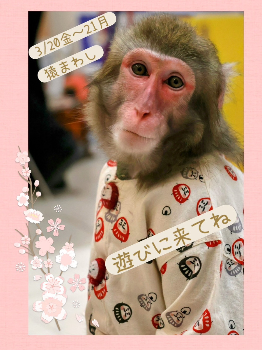 3/20(金)～23(月)「周防猿まわしの会」猿まわし劇場inフォレオ大津一里山で春休みの連休を楽しもう！